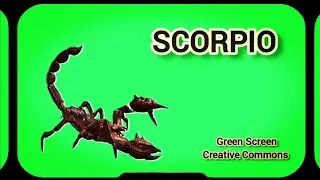 SCORPIO VIDEO ON THE GREEN SCREEN. FOOTAGE ANIMATION OF A SCORPION.