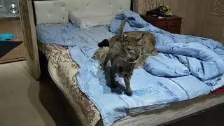 Рысь Даша - взаимное умывание