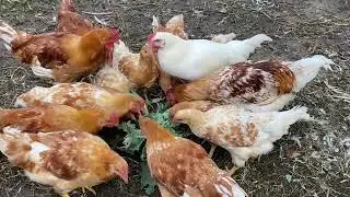 Фитонутриенты в рационе птицы