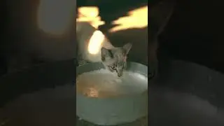 МУЖЧИНА СПАС КОТЁНКА, КОТОРЫЙ ОСТАЛСЯ НА УЛИЦЕ / ПРИЮТИЛ КОТА / man saved kitten