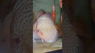 Дискусы.