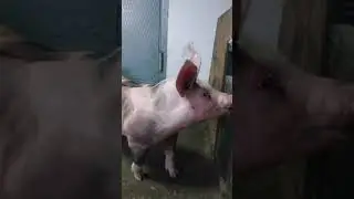 ‪@million_on_pigs‬