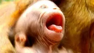 Cry cry.. non stop | Lola is terrified by Brinn tortured | Lola cries seizure till saw tongue