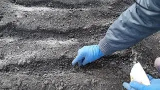 Посадка свеклы семенами в открытый грунт