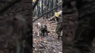 Спасаем кабана от лайки. 