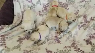 Cream frenchies