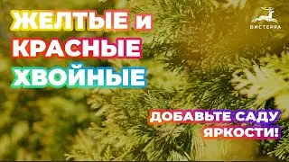 ЖЕЛТЫЕ И КРАСНЫЕ ХВОЙНЫЕ | ТУЯ, ЕЛЬ С ЗОЛОТИСТОЙ И КРАСНОЙ ХВОЕЙ | УНИКАЛЬНЫЕ СОРТА ЦВЕТНЫХ ХВОЙНЫХ