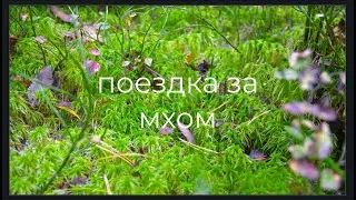 СБОР МХА 2022/ ПОЕЗДКА ЗА МХОМ В СПБ