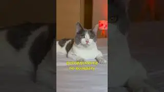 🐈Кошечка Рекордсменка по Возврату 🥲 за то что не любит закрытые двери (мы в Баку, отправляем в РФ)