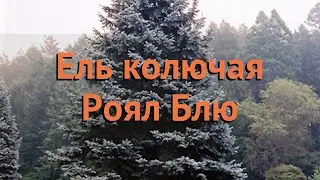 Ель колючая Роял Блю (picea royal-blyu) 🌿 ель Роял Блю обзор: как сажать саженцы ели Роял Блю
