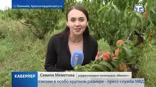 Крымские аграрии собрали более 700 тонн яблок