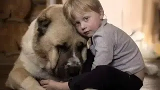Мальчик навсегда прощался с собакой. Через минуту произошло то, что заставило родителей вздрогнуть