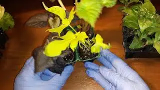 ПРИШЛИ ЧЕРЕНКИ ИПОМЕИ , ЛИЗИАНТУСА, БЕГОНИИ, МАХРОВОЙ БАКОПЫ🌱