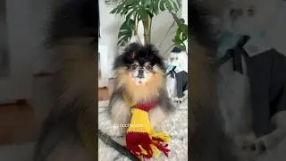 Dressing my dog up as Harry Potter 🪄 
