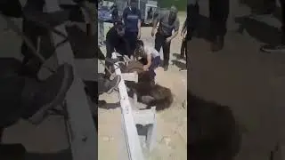 МУЖЧИНА СПАС МЕДВЕДЯ, КОТОРЫЙ ЗАСТРЯЛ В БОЧКЕ / A baby bear was rescued from bottle