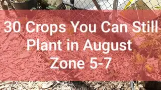 30 Seeds You Can Still Plant in August] Zone 5