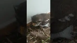 Owl showing his nest to rescuer