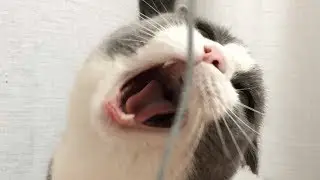 ПРИКОЛЫ С ЖИВОТНЫМИ смешное видео про котов РЖАКА!!!СМЕШНАЯ ОЗВУЧКА