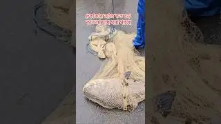কাকার জালে কত বড় কাতলা🔥😍#fishing #trending #viralvideo #foryou