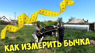 Как узнать живой вес быка или коровы по промерам и таблице без весов