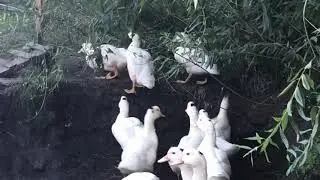 Утки муларды 45 дней. Mularda ducks are 45 days old.