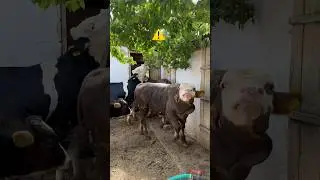 Erkek dana #kurbanlıkfiyatları #buzağı #cow #inek #tosunlar #sevimlihayvanlar #komikvideolar #koyun