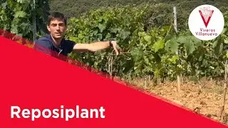Reposiplant presentación