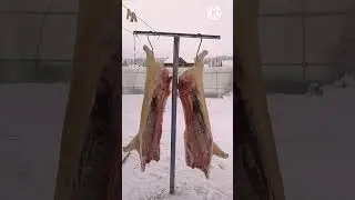 ютуб канал 🤑🤑🤑‼️Миллион на свиньях ‼️🐷🐷🐷