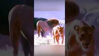 Буйволы не оставили львам собрата.