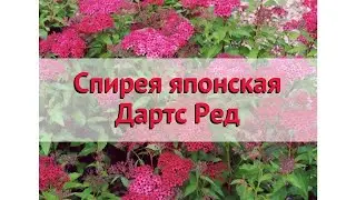 Спирея японская Дартс Ред 🌿 Обзор: посадка и уход. саженцы спиреи Дартс Ред: описание и особенности
