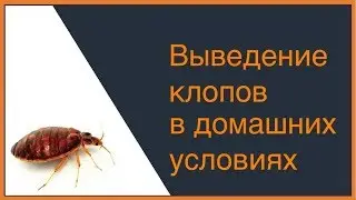Как вывести постельных клопов в домашних условиях ?