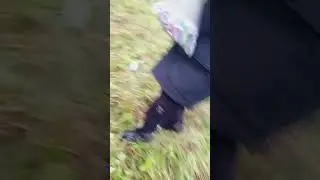 выживание с@catblits