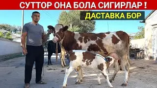 СУТТОР ОНА БОЛА СИГИРЛАР СОТИЛАДИ СИЗ КУТГАН ВИДЕО ХОРАЗМ БОЗОР