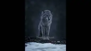 #волк