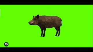 Green Screen pig | Green Screen animal cartoons character | 
