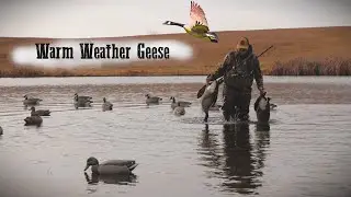 Goose Hunting Ponds | GREAT DECOYING | Goose Calling Tips