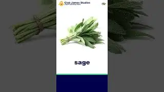 English Vocabulary for Kids - HERBS