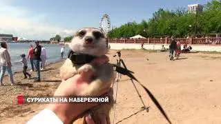 Жители Владивостока встретили на набережной любознательного зверька