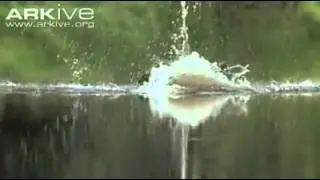 يا لغرابة المنظر !! كيف التقط المصور هذه الصور
