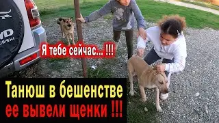 Танюша дает жару !!! Танюша в гневе воспитывает питбулей !!! Танюша ловит щенков питбуля в дом !!!