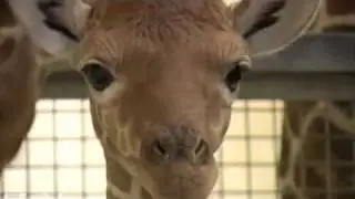 giraffe inception