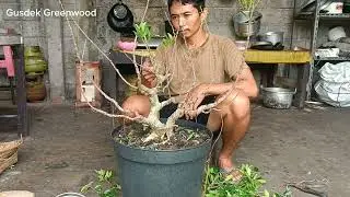 CONTINUATION OF THE PROCESS OF KIMENG FROM COMBINED STEMS