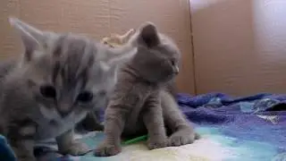 Котята. Шотландские страйты взрослеют учатся ходить. Мамочка шотландская вислоухая с котятами.