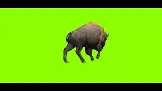 Green Screen Buffalo Right Walking | Green Screen effects | 
