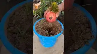 Buahnya kok jadi gini