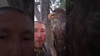 Критика она такая 🦅🦅🦅 #орланбелохвост