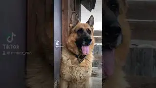 Немецкая овчарка это волкодав среди пород