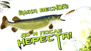 На что ловить щуку весной до нереста и после него? На что клюет щука весной? Приманки на щуку весной