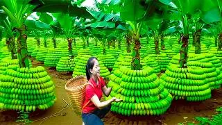 Harvesting Banana & Goes To Market Sell | Gardening And Cooking | Lý Tiểu Vân