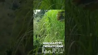 Мискантус Гигантский 